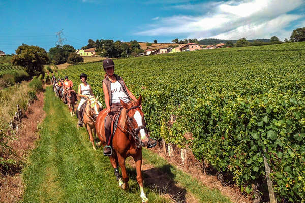 Cavaliers en Bourgogne