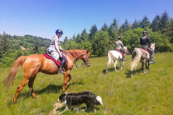 Cavaliers et border collie