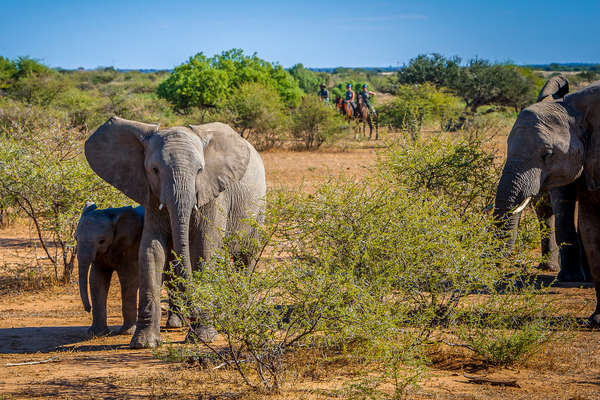 Cavaliers et éléphants à Mashatu