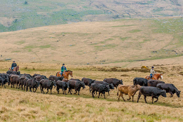 Cavaliers lors d'un convoyage de bétail en Angleterre