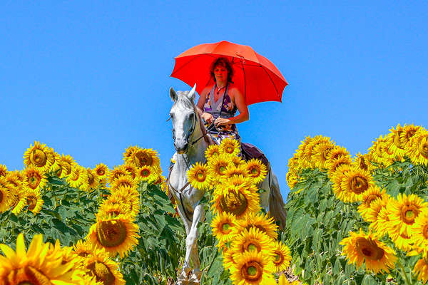 Champ de tournesols à cheval en Catalogne