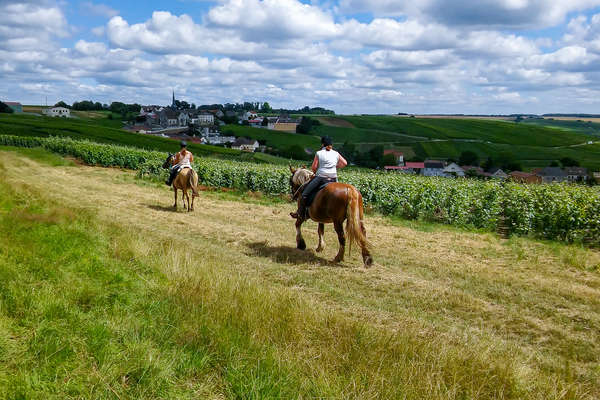 Chemin des vignes à cheval en Champagne
