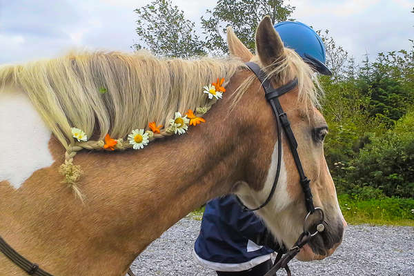 Cheval à la crinière fleurie