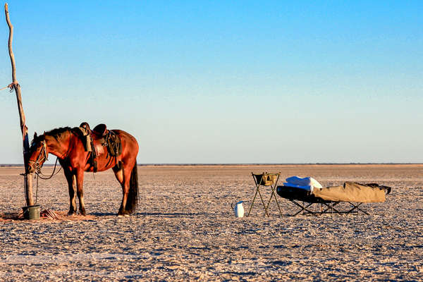 Cheval à Makgadikgadi pans