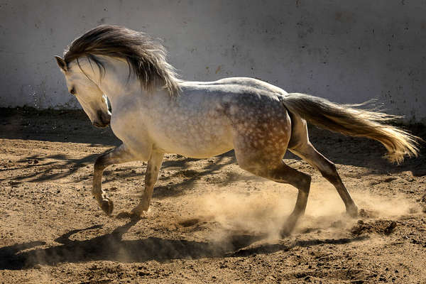 Cheval au galop au Portugal