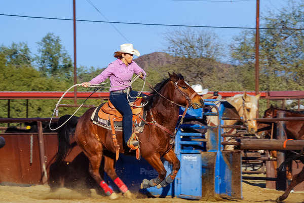 Cheval au galop en Arizona