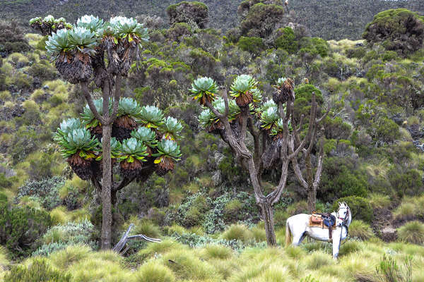Cheval au Kenya
