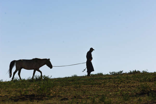 Cheval au pâturage en Mongolie