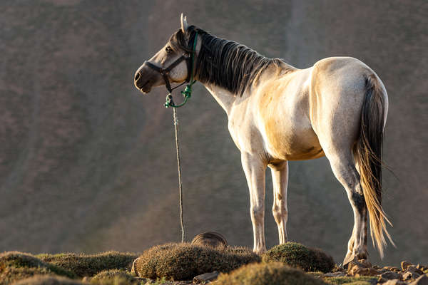 Cheval barbe