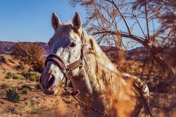 Cheval barbe marocain