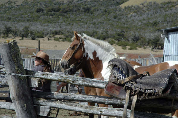 Patagonie et cheval Criollo