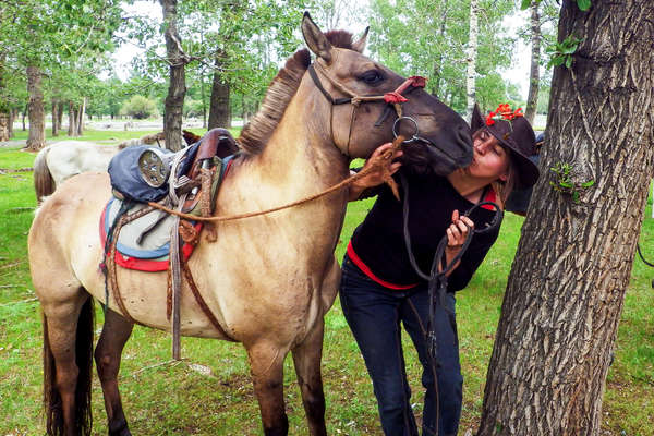 Cheval dans le Khentii