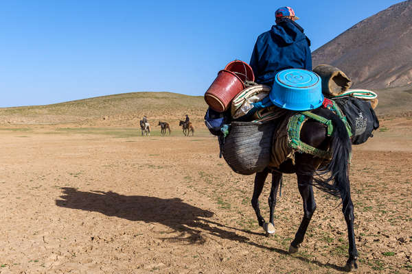 Cheval de bât dans le Haut Atlas au Maroc