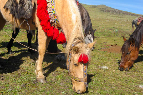 Cheval d'Ethiopie