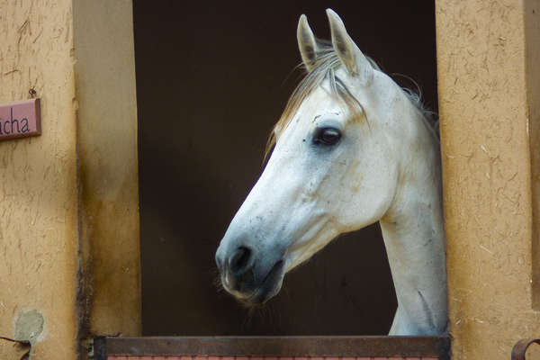 Cheval du ranch au Maroc