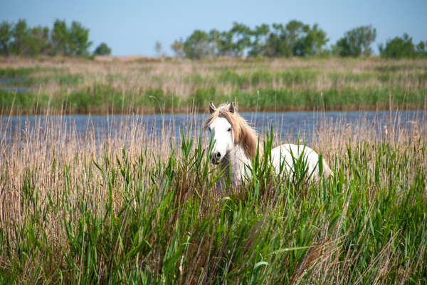 Cheval en Camargue