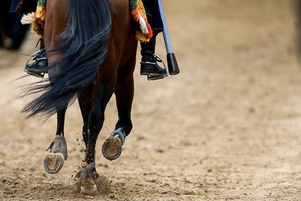 Cheval en Croatie