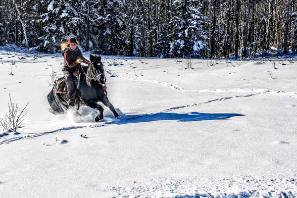 Cheval en hiver au Canada