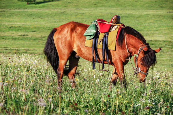 Cheval en Mongolie