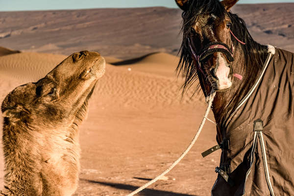 Cheval et dromadaire au Maroc