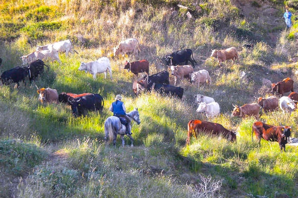 Cheval et vaches en Sicile