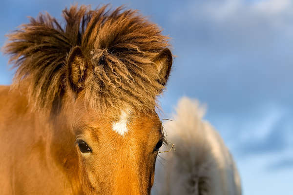 Cheval islandais au Danemark