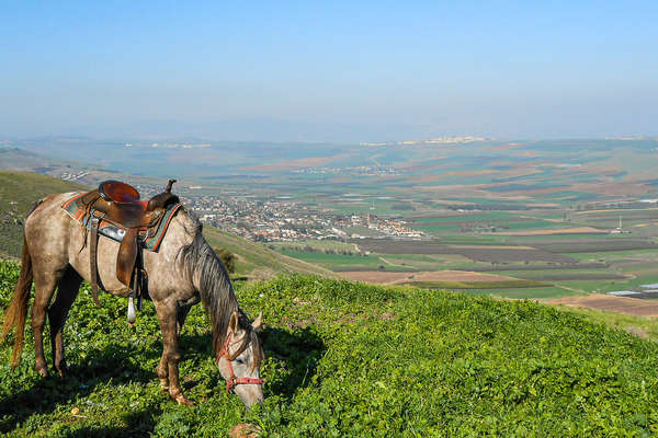 Cheval israélien