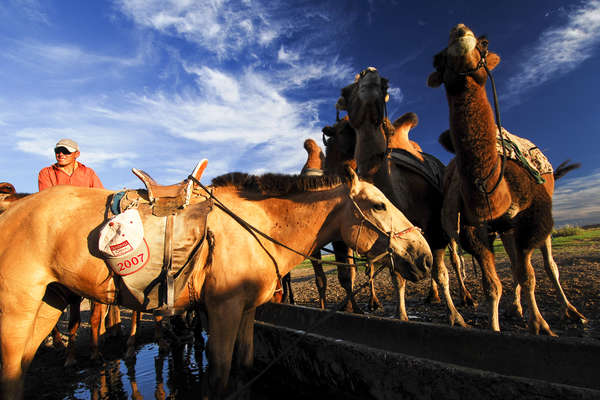 Chevaux à l'abreuvoir en Mongolie