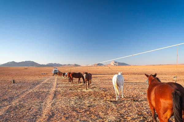 Chevaux au bivouac dans le Namib