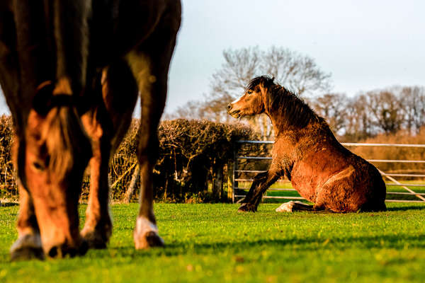 Chevaux au Pays de Galles