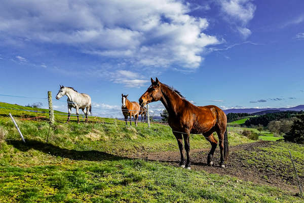 Chevaux au pré