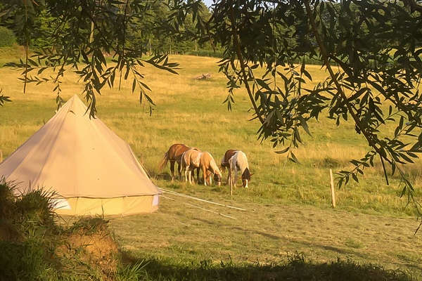 Chevaux au pré