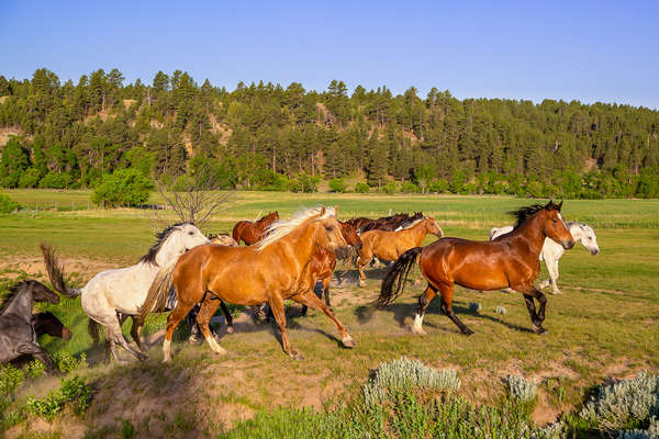 Chevaux au pré au Wyoming