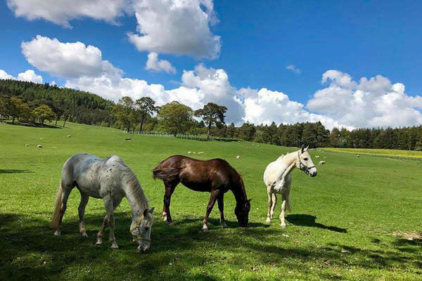 Le pré des chevaux - Ecosse