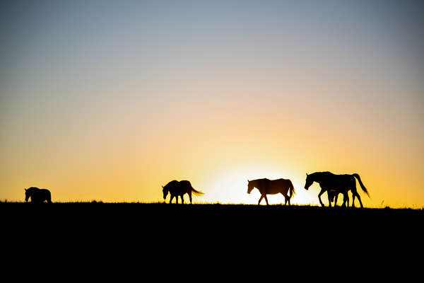 Chevaux au pré sur la Wild Coast