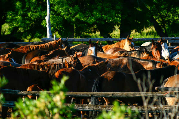 Chevaux au ranch dans le Montana