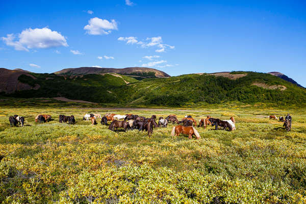 Chevaux au repos près du Cercle Polaire en Islande