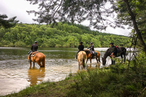 chevaux buvant dans une rivière du val de loire