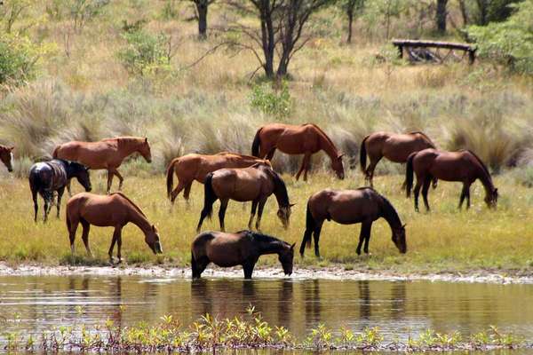 A cheval en Afrique du Sud