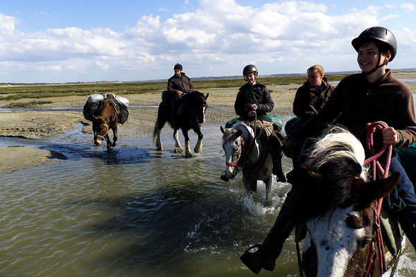 Chevaux dans la baie de Somme