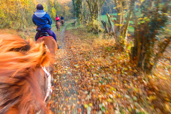 Chevaux dans la forêt de Lyons