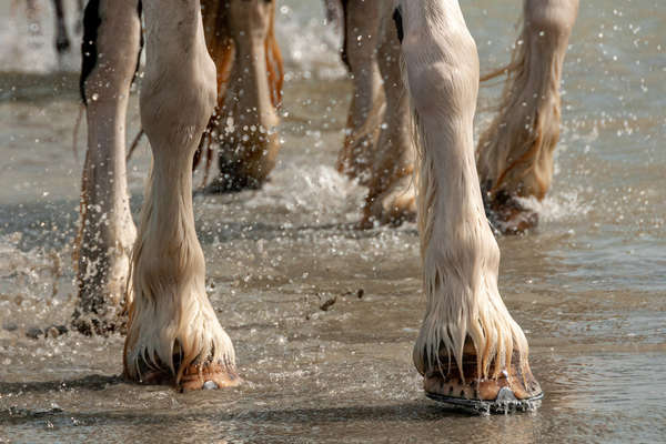 Chevaux dans la mer