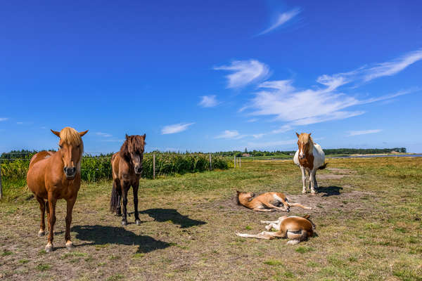 Chevaux dans la nature danoise