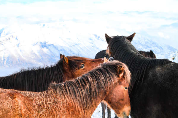 Chevaux dans la neige