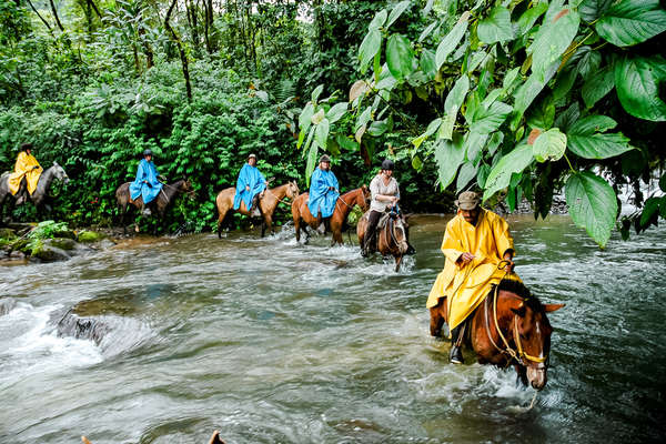 Chevaux dans la rivière au Costa Rica