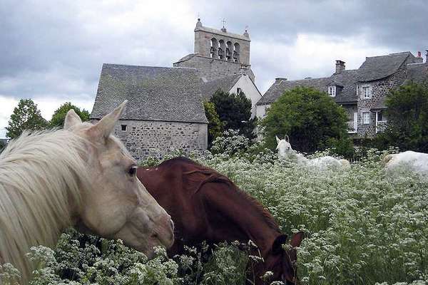 Chevaux et pré aubrac