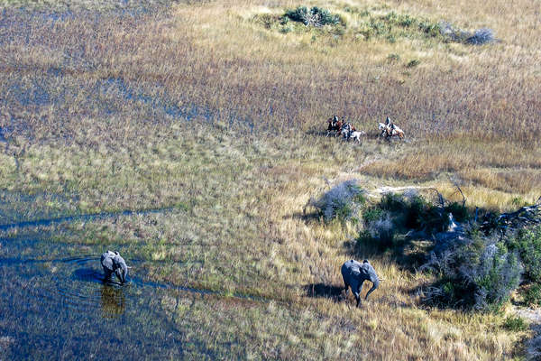 Chevaux dans le delta de l'Okavango