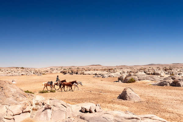 Chevaux dans le Namib