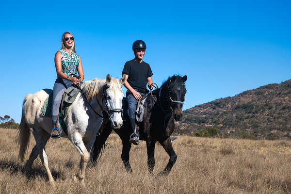 Chevaux dans le Waterberg