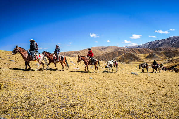 Chevaux dans les Andes au Pérou